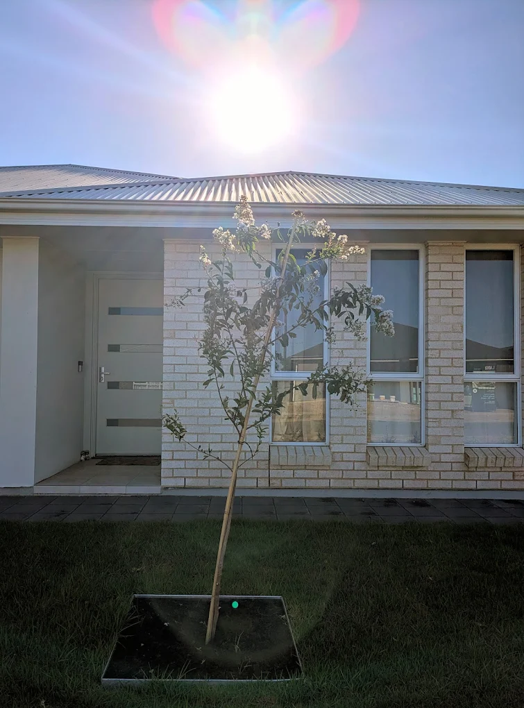 Modern brick home exterior with front door, tall windows and newly planted front garden tree